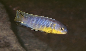 Tropheops sp. 'deep' Lion's Cove